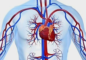 عيادة الاوعية الدموية مستشفي قباء التخصصي